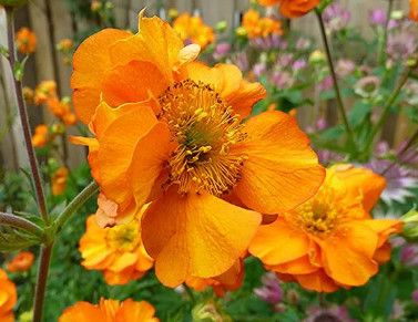 Geum 'Firestorm' 1 gal