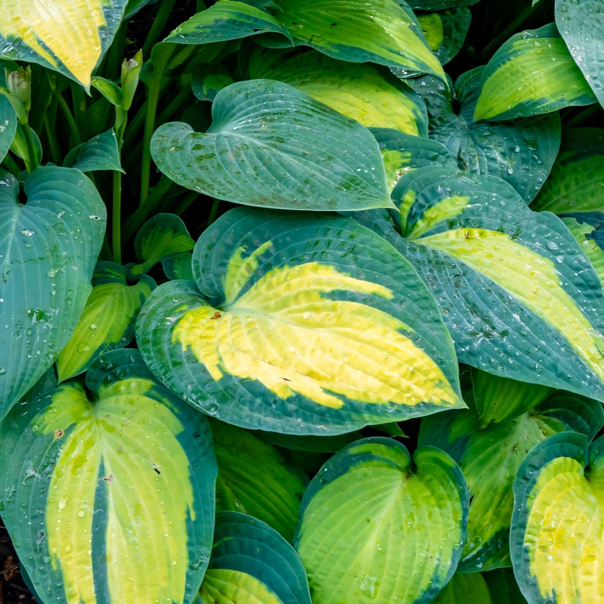 Hosta 'Captain Kirk' 2 gal