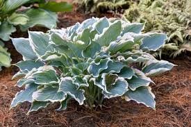 Hosta 'Hope Springs Enternal' 2 gal PW