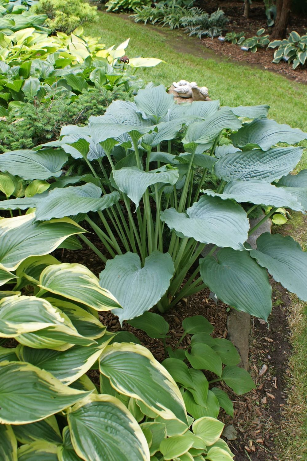Hosta 'Queen of the Seas' 2 gal