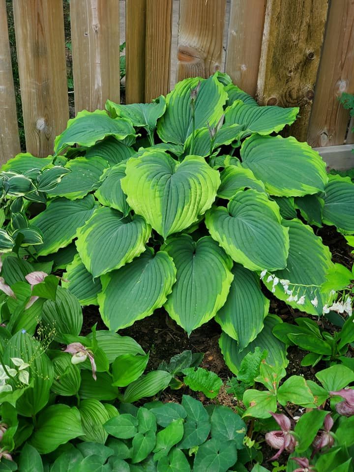 Hosta 'Spartacus' 2 gal