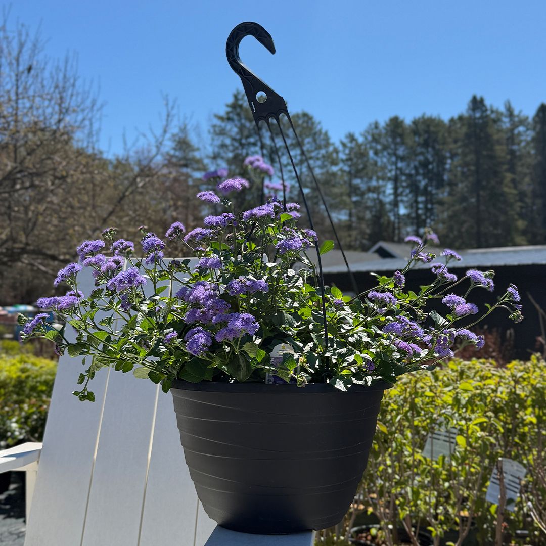 Ageratum 13" HB