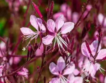 Gaura 'Siskiyou Pink' 1 gal