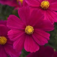 Cosmos - 3 cell pack Sonata Carmine Mix