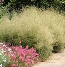 Deschampsia cespitosa 'Goldtau' 1 gal (native)