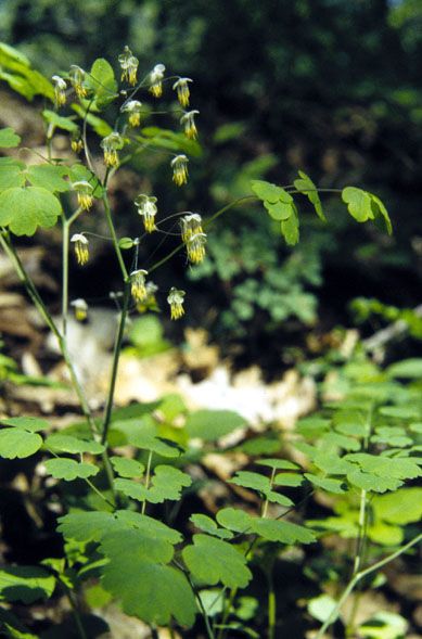 Thalictrum dioicum 'Early Meadow Rue' 1 gal