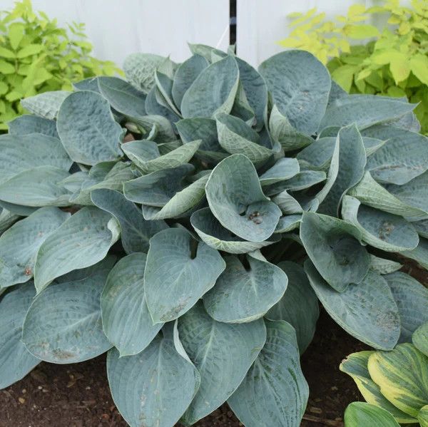 Hosta 'Above the Clouds' 2 gal