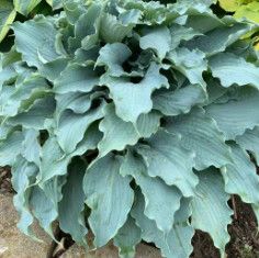 Hosta 'Dancing with Dragons' 2 gal