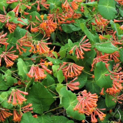 Lonicera 'Dropmore Scarlet' Honeysuckle Vine 2 gal