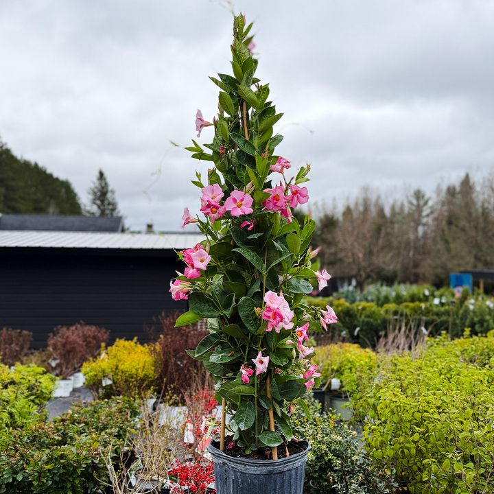 Mandevilla Pink 12" Teepee