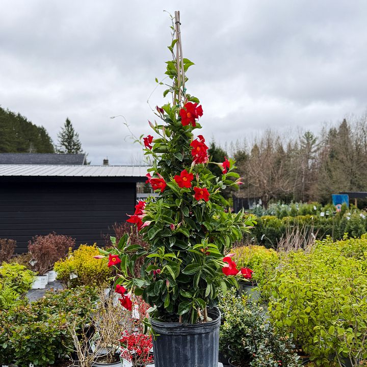 Mandevilla Red 12" Teepee