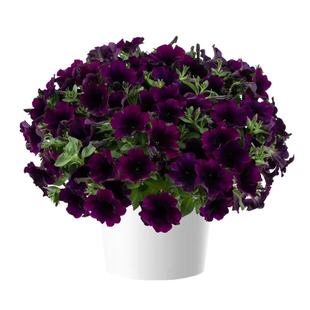 Petunia Capella 4"