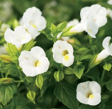 Torenia 'Bouquet White' Wishbone 4"