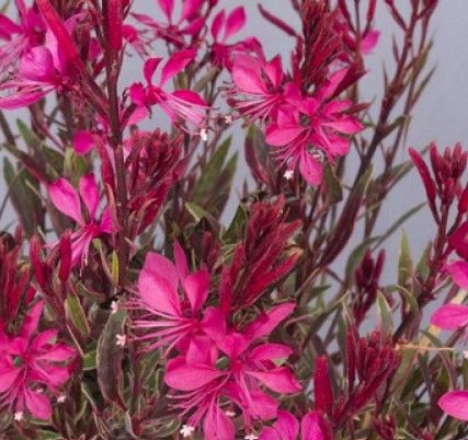 Gaura 'Graceful Magic' 4"