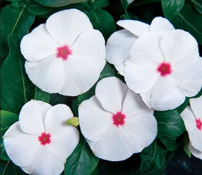 Vinca Vine 'Titan Polka Dot' - 4"
