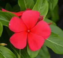 Vinca Vine 'Titan Dark Red' - 4"