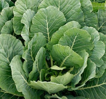 Collard Greens 'Top Bunch' 4"