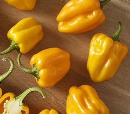 Hot Pepper Scotch Bonnet Yellow 4" (extreme)