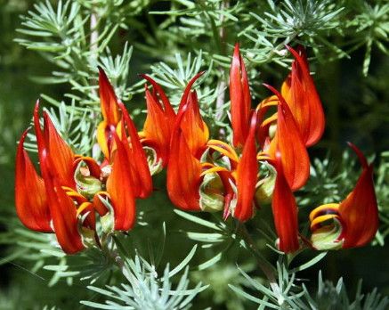 7" HB Lotus Vine 'Parrot's Beak'