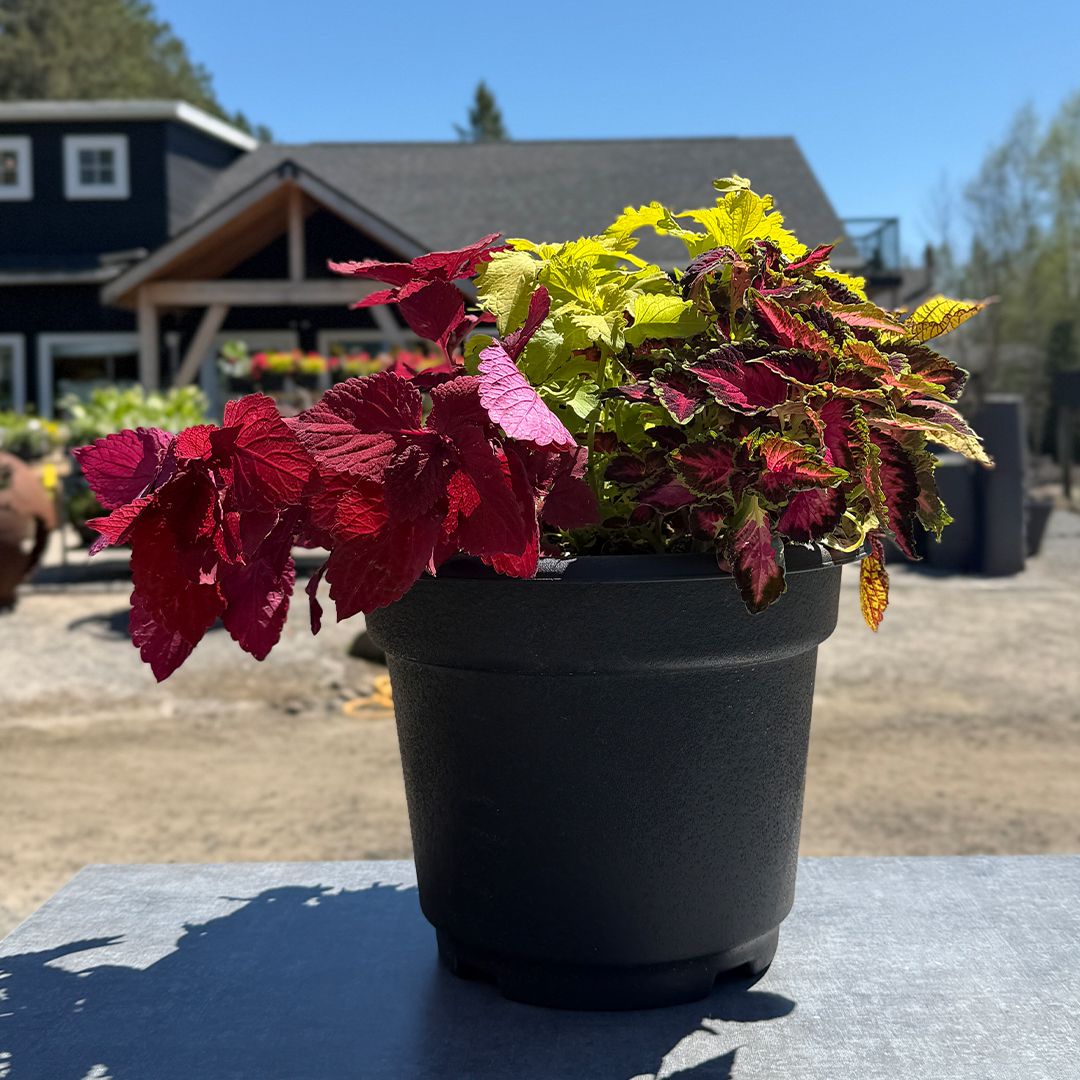 12" Round Planter FS