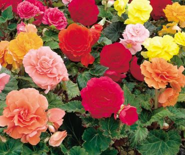 Non-Stop Begonia 6"