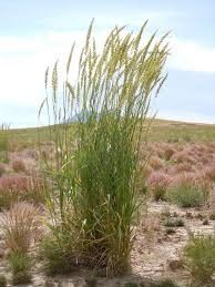 Elymus canadensis 'Canadian Wild Rye' 1 gal (native)