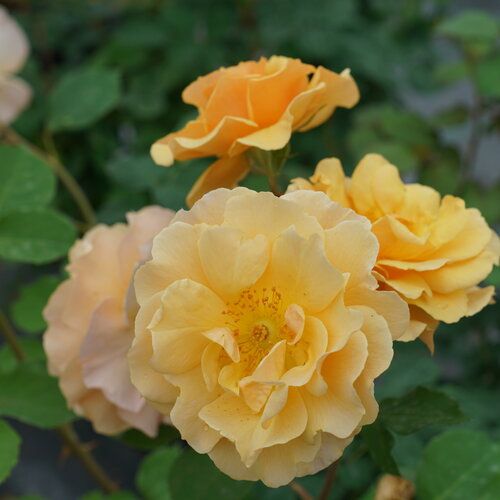 Climbing Rose 'Rise Up Amberness' 2 gal PW