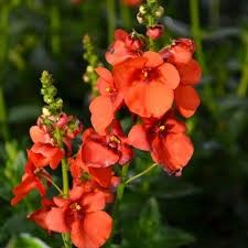 Diascia Trinity 4", Variety: Sunset