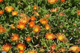 Delosperma Sandgem 4", Variety: Ember