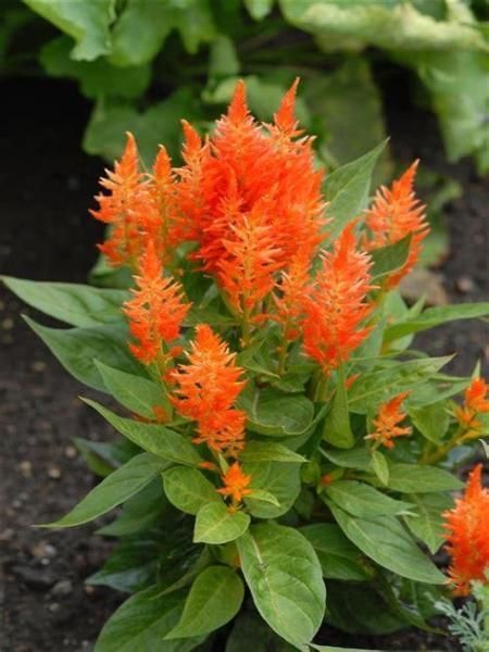 Celosia Kelos 4", Color: Orange
