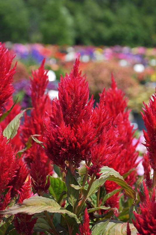 Celosia Kelos 4"