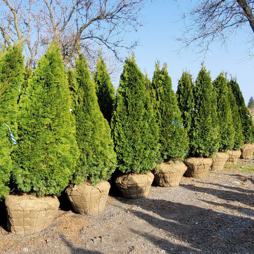 Cedar 'Eastern White' 8-9' B&amp;B