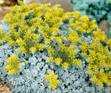 Stonecrop - Sedum 'Cape Blanco' 4"