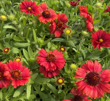 Gaillardia 'Mesa Red' 4"