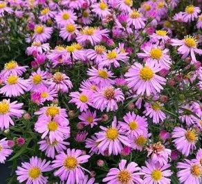 Aster 'Wood's Pink' 4"
