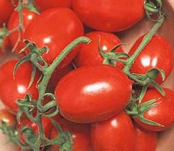 Tomato-2 cell - La Roma IV