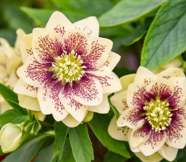 Helleborus 'Father of the Bride' 1 gal