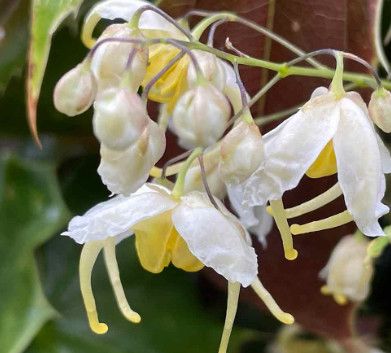 Epimedium 'Sandy Claws' Barrenwort 1 gal