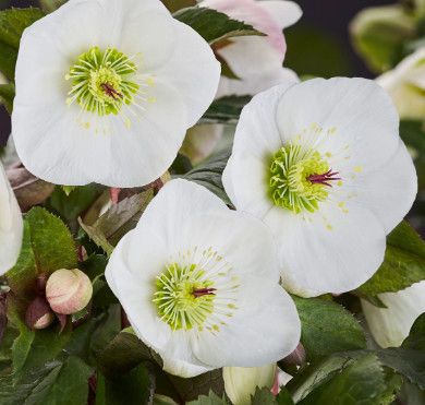Helleborus 'Ice n' Roses Bianca' 1 gal