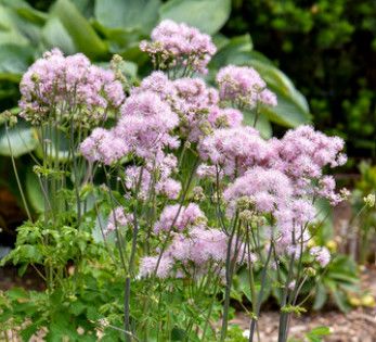 Thalictrum 'Cotton Candy' Meadow Rue 1 gal PW