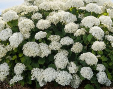 Hydrangea 'FlowerFull' 3 gal FE