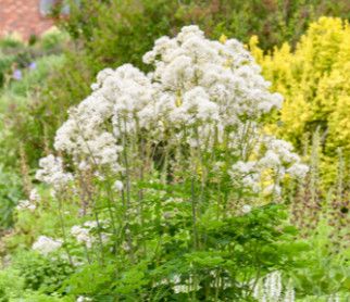 Thalictrum 'Cotton Ball' Meadow Rue 1 gal PW