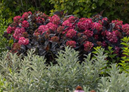 Hydrangea 'Eclipse' 3 gal FE