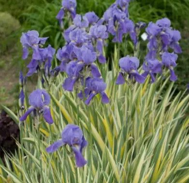 Iris pallida 'Albo Variegata' 1 gal
