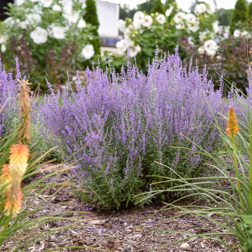 Perovskia 'Sage Advice' Russian Sage 1 gal PW
