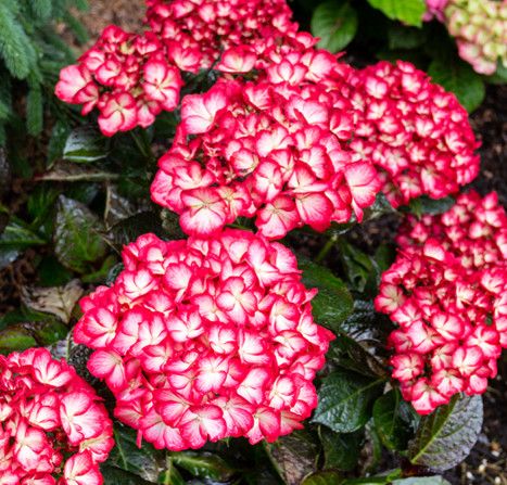 Hydrangea 'Kimono' 3 gal BE