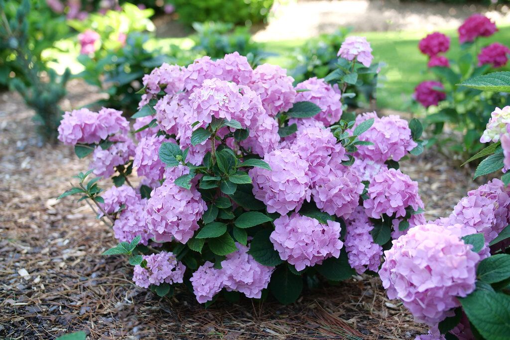 Hydrangea Let's Dance 'Sky View' 3 gal PW