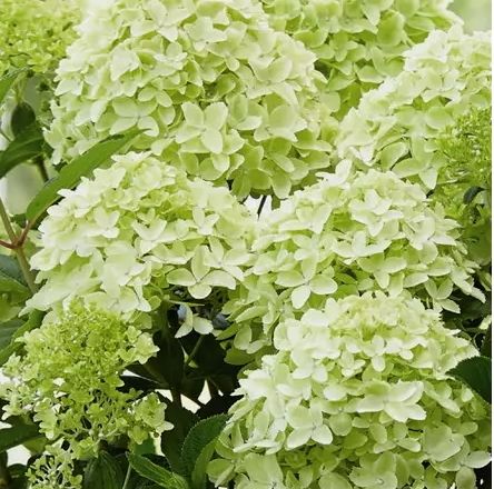 Hydrangea 'Fresh White' 3 gal