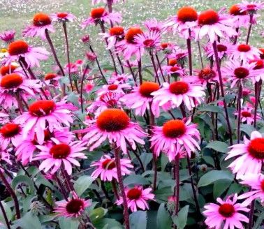 Cone Flower 'Echinacea Merlot' 1 Gal