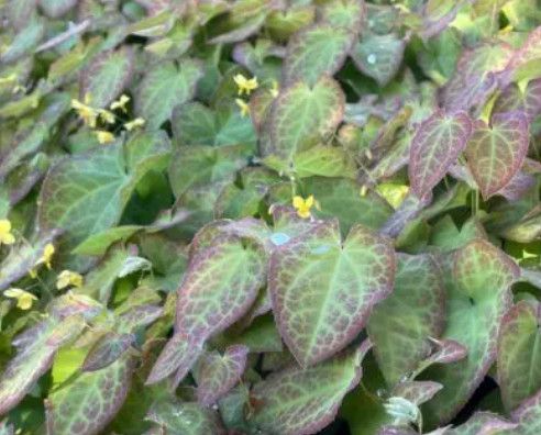 Epimedium 'Frohnleiten' Barrenwort 1 gal